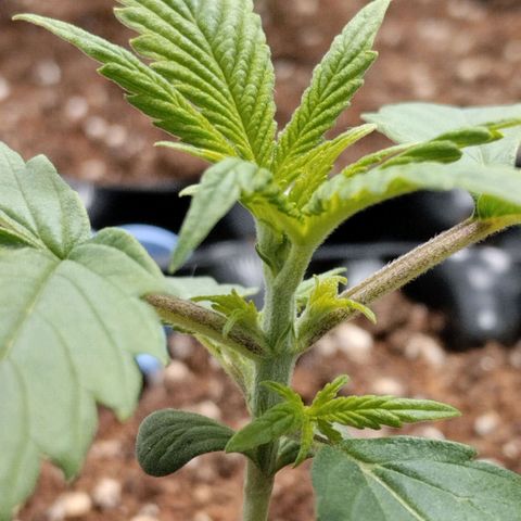 Goat'lato growlog timeline photo