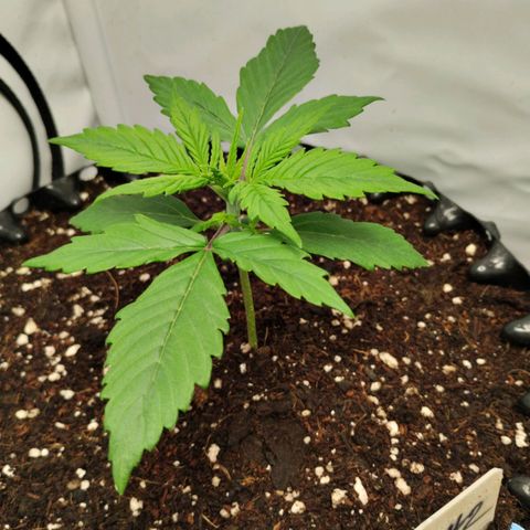 Goat'lato growlog timeline photo