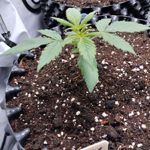 Goat'lato growlog timeline photo