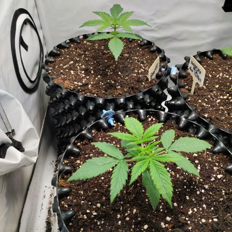 Goat'lato growlog timeline photo