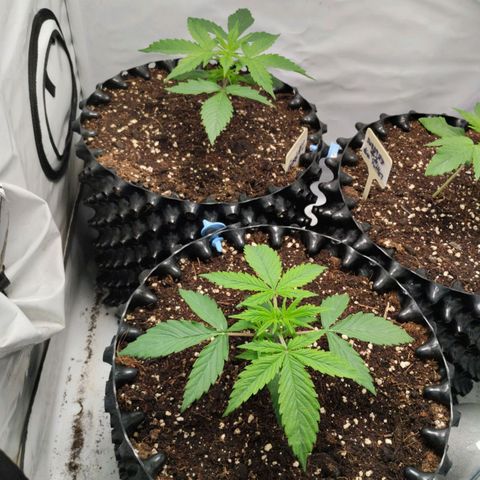 Goat'lato growlog timeline photo