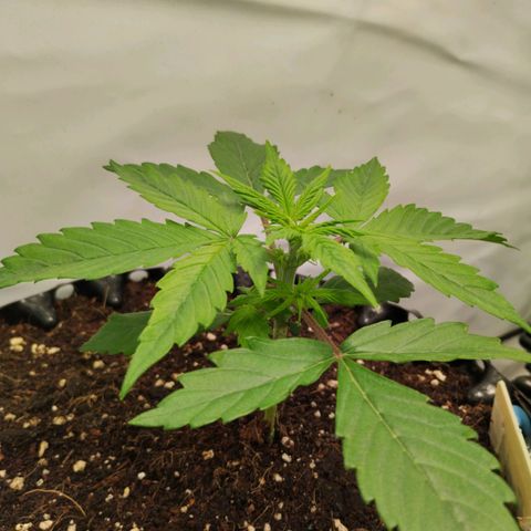 Goat'lato growlog timeline photo