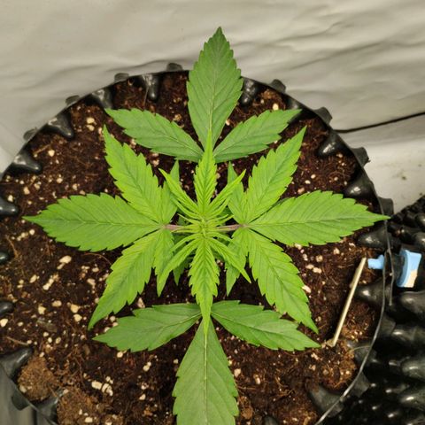 Goat'lato growlog timeline photo