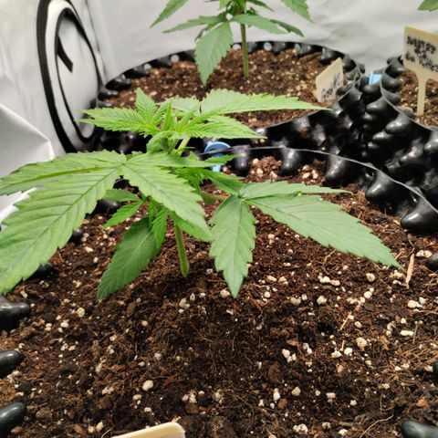 Goat'lato growlog timeline photo