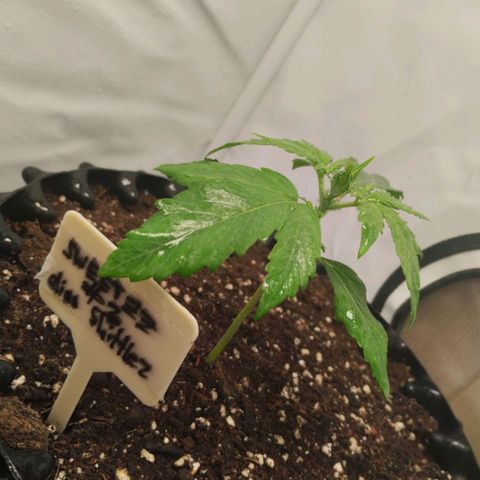 Goat'lato growlog photo: Beipflanze 1 ^^ skittlez 
