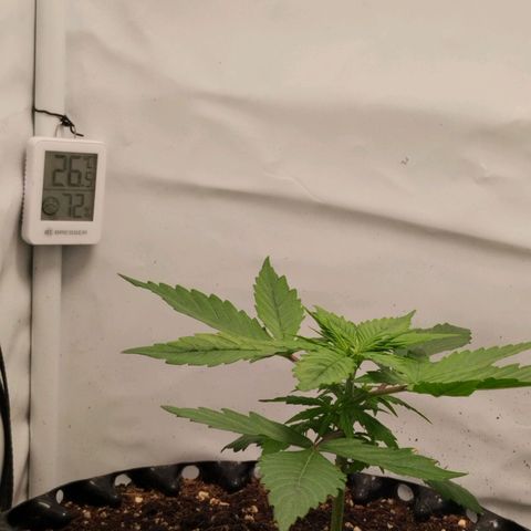 Goat'lato growlog timeline photo
