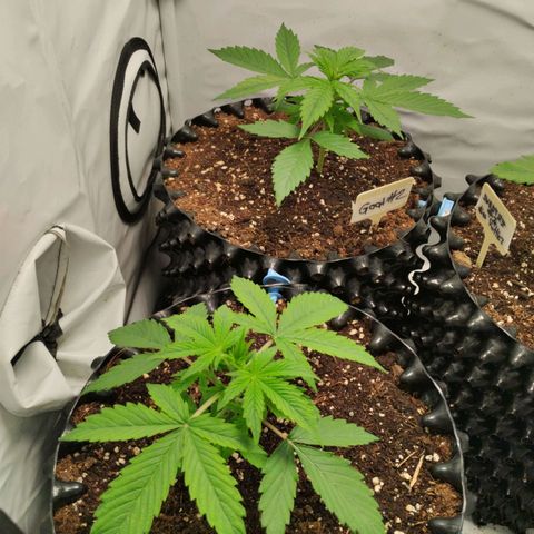 Goat'lato growlog timeline photo