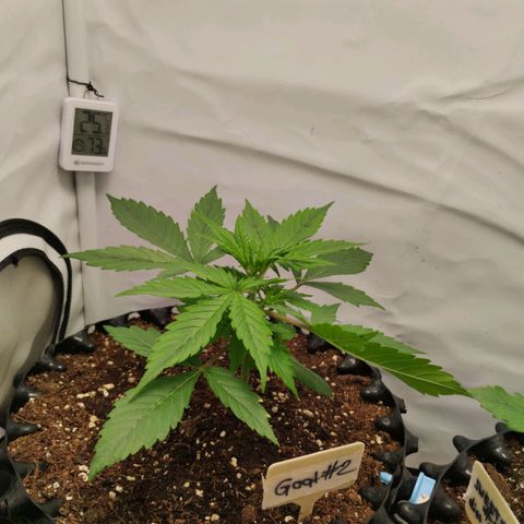 Goat'lato growlog timeline photo