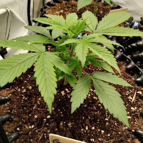 Goat'lato growlog timeline photo