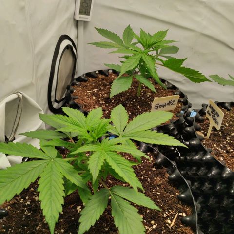 Goat'lato growlog timeline photo