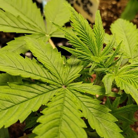 Goat'lato growlog photo: Goat 1 
