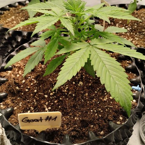 Goat'lato growlog photo: Goat 1 