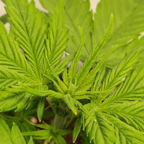Goat'lato growlog photo: Goat 2 