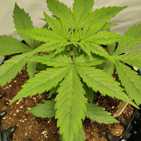 Goat'lato growlog photo: Goat 2 