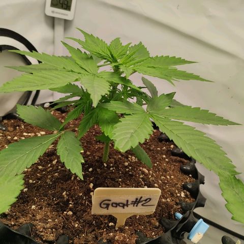 Goat'lato growlog photo: Goat 2 