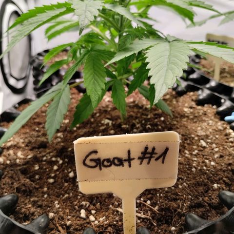 Goat'lato growlog photo: Jetzt wird gegossen 1x 2 l vorgegossen ohne Dünger l
Dann mit Dünger ca 5 Liter mit Dünger nach gegossen 
Also pro Pflanze ca 2 -2,5 l 