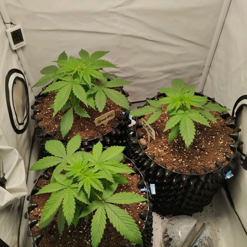 Goat'lato growlog photo: Jetzt wird gegossen 1x 2 l vorgegossen ohne Dünger l
Dann mit Dünger ca 5 Liter mit Dünger nach gegossen 
Also pro Pflanze ca 2 -2,5 l 