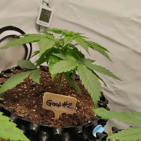 Goat'lato growlog photo: Jetzt wird gegossen 1x 2 l vorgegossen ohne Dünger l
Dann mit Dünger ca 5 Liter mit Dünger nach gegossen 
Also pro Pflanze ca 2 -2,5 l 