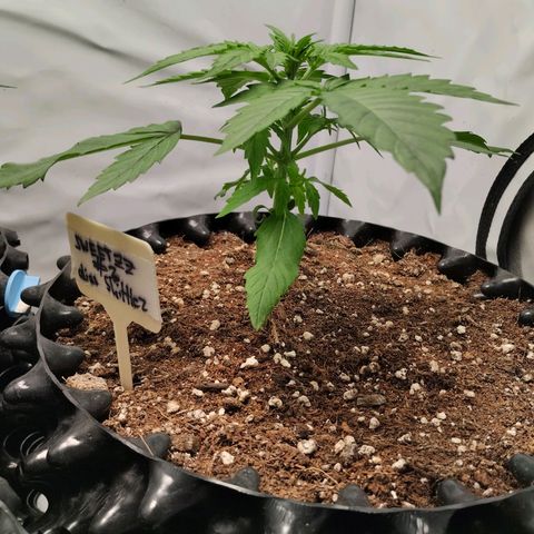 Goat'lato growlog photo: Jetzt wird gegossen 1x 2 l vorgegossen ohne Dünger l
Dann mit Dünger ca 5 Liter mit Dünger nach gegossen 
Also pro Pflanze ca 2 -2,5 l 
