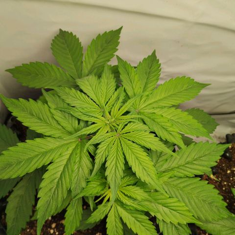 Goat'lato growlog timeline photo