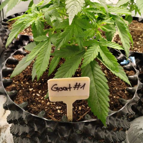 Goat'lato growlog timeline photo