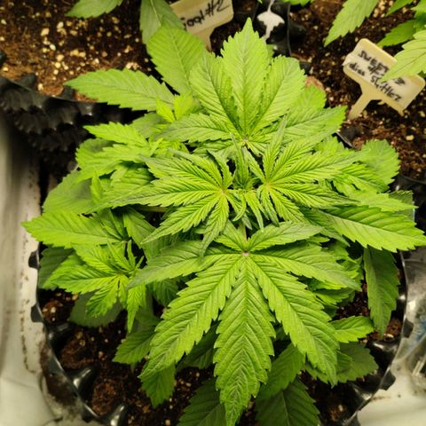 Goat'lato growlog timeline photo