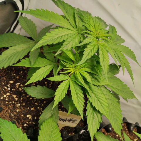 Goat'lato growlog timeline photo