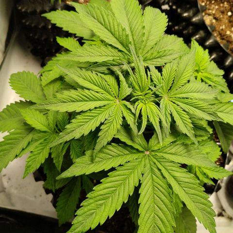 Goat'lato growlog timeline photo