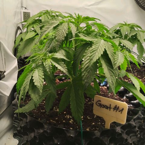 Goat'lato growlog timeline photo