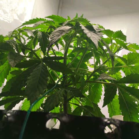 Goat'lato growlog photo: Heute gab es Wasser. Dünger würde auf ½ vom Schema hoch gefahren.
Wasser ist gefiltert und beträgt einen Ph Wert von 5,9.(Kartusche kein Osmose)
