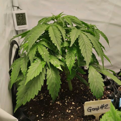 Goat'lato growlog timeline photo