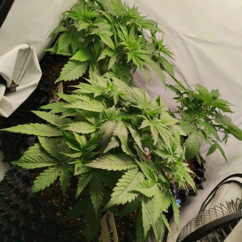 Goat'lato growlog timeline photo