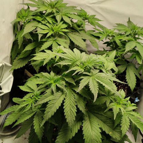 Goat'lato growlog photo: 30 cm sind erreicht 