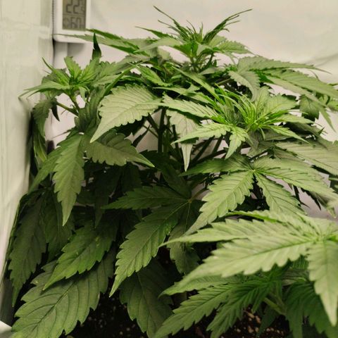 Goat'lato growlog photo: 30 cm sind erreicht 