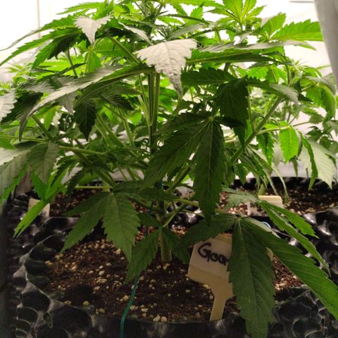 Goat'lato growlog photo: 30 cm sind erreicht 