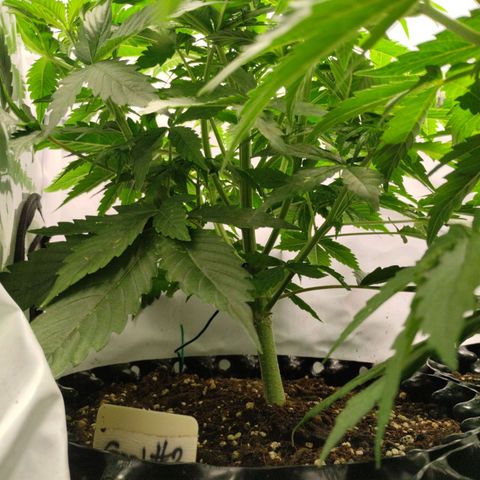 Goat'lato growlog timeline photo