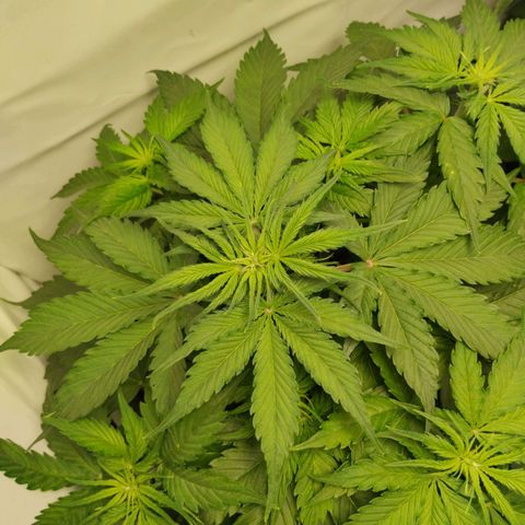 Goat'lato growlog timeline photo