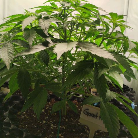 Goat'lato growlog timeline photo