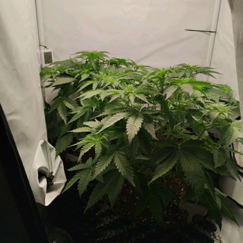 Goat'lato growlog timeline photo