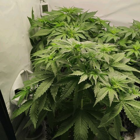 Goat'lato growlog timeline photo