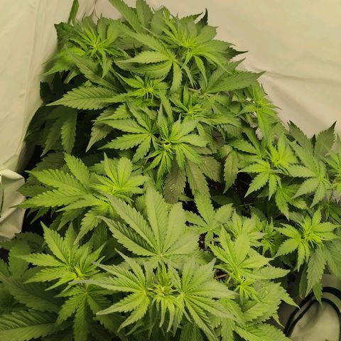 Goat'lato growlog timeline photo
