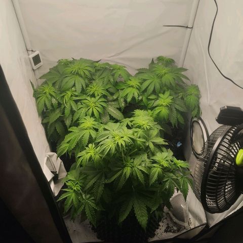 Goat'lato growlog photo: Am abhängen nach dem "Regen ".Vent etwas tiefer zum schnelleren trocknen und Heizlüfter halbe Std mit angeschaltet bis sich Rlf und Temperatur wieder stabilisiert hat.