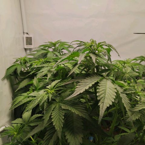 Goat'lato growlog timeline photo