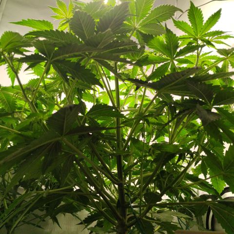 Goat'lato growlog timeline photo