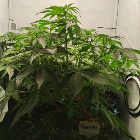 Goat'lato growlog timeline photo