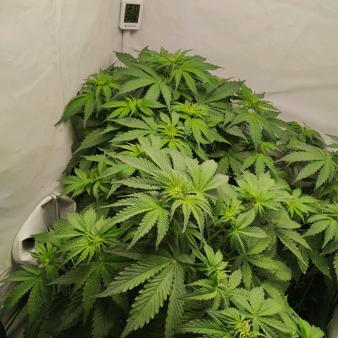 Goat'lato growlog timeline photo