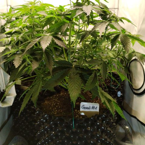 Goat'lato growlog timeline photo