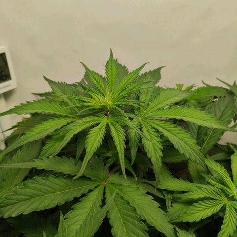 Goat'lato growlog timeline photo