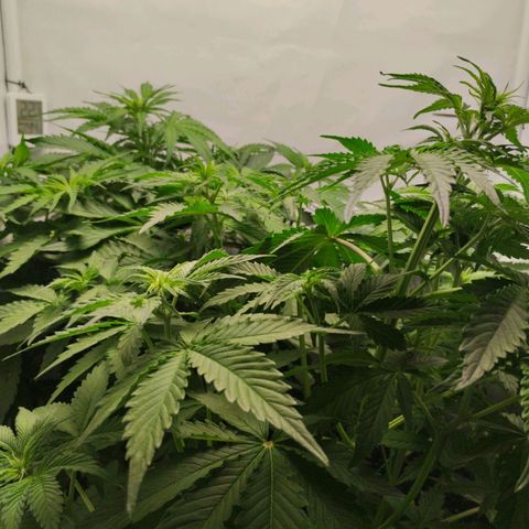 Goat'lato growlog timeline photo
