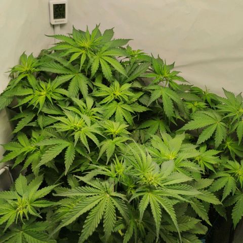 Goat'lato growlog timeline photo